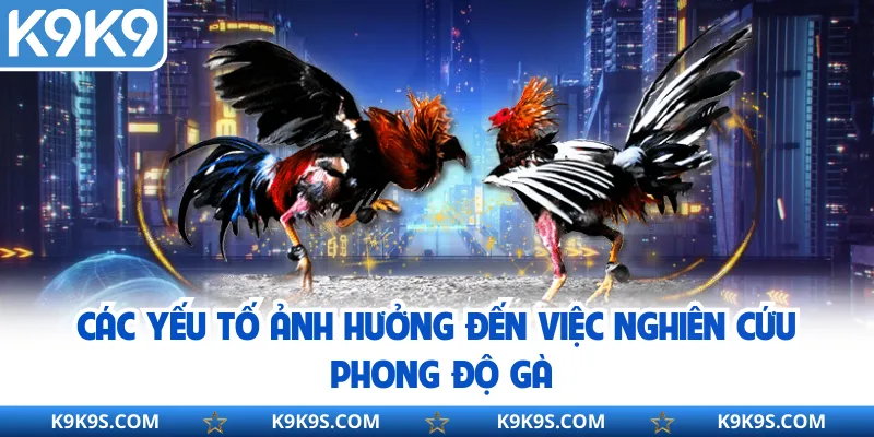 Các yếu tố ảnh hưởng đến việc nghiên cứu phong độ gà