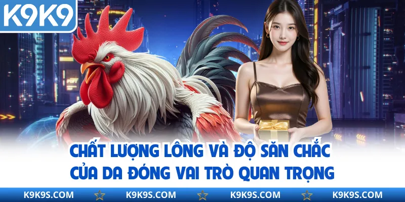 Chất lượng lông và độ săn chắc của da đóng vai trò quan trọng
